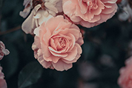 Original low-resolution photograph of pink rose petals